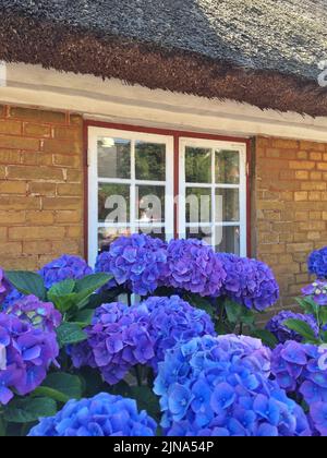 Fleurs d'hortensia pourpres poussant devant une maison traditionnelle typique de chaume, Fanoe, Jutland, Danemark Banque D'Images