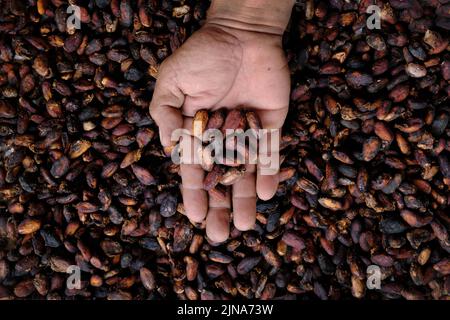 Vue en hauteur d'un fermier qui tient une poignée de fèves de cacao fraîchement cueillies Banque D'Images