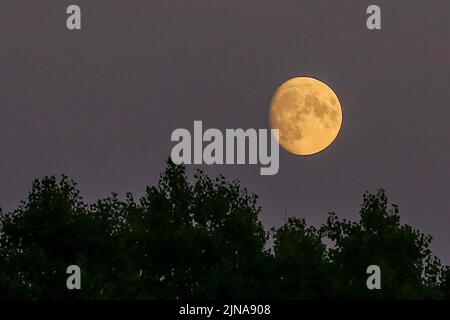 Londres, Royaume-Uni. 09th août 2022. Vue sur Sturgeon Moon au nord de Londres. La pleine lune de l'esturgeon aura lieu le 11 août 2022 et ce sera la dernière super-lune de cette année. (Photo de Dinendra Haria/SOPA Images/Sipa USA) crédit: SIPA USA/Alay Live News Banque D'Images