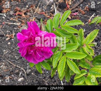 Rosa 'Roseraie de l'Haÿ' Banque D'Images