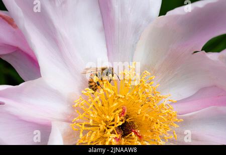 Abeille collecte de pollen jaune à partir d'une pivoine rose Banque D'Images