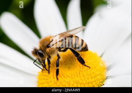 Abeille recueillant le nectar d'une Marguerite Banque D'Images