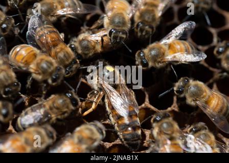 Une reine abeille marquée entourée d'une infirmière abeilles qui vérifie une cellule Banque D'Images