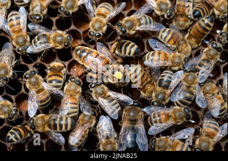 Abeilles reine marquée jaune entourée d'abeilles sur un cadre de pollen Banque D'Images