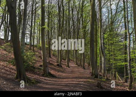 Jeunes hêtres (Fagus sylvatica) dans les bois de Lincacre, Derbyshire, Angleterre avec de jeunes feuilles vertes fraîches au printemps Banque D'Images