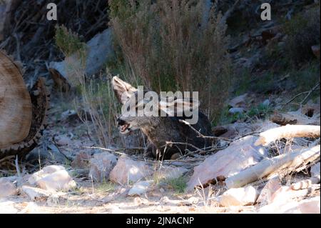 Cerf mulet se reposant à l'ombre Banque D'Images