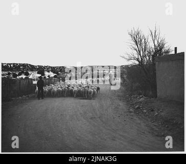 Taos County, Nouveau-Mexique. Troupeau de moutons, Arroyo Hondo. Les moutons seront conduits sur le marché au Colorado. Banque D'Images