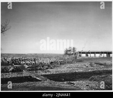 Taos County, Nouveau-Mexique. Troupeau de moutons, Ranchitos. Les moutons seront conduits sur le marché au Colorado. Banque D'Images