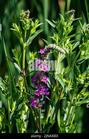 Un cliché vertical de la fleur de Loosestrife violette près du lac Ontario au Canada Banque D'Images