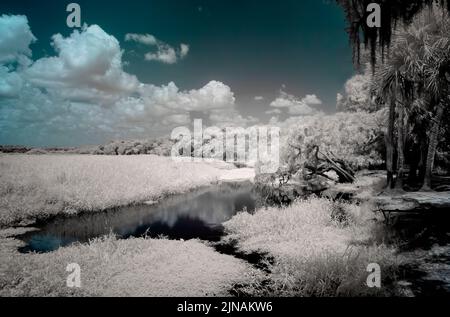 Image rouge infrarouge de la rivière Myakka dans le parc national de la rivière Myakka à Sarsota, Floride, États-Unis Banque D'Images