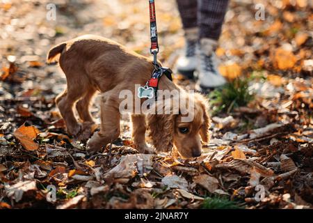 Mignon chien de cocker anglais spaniel marchant avec femme propriétaire dans le parc d'automne. Banque D'Images