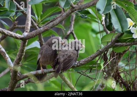 Couple amoureux d'oiseaux sauvages dans la nature tropicale Banque D'Images