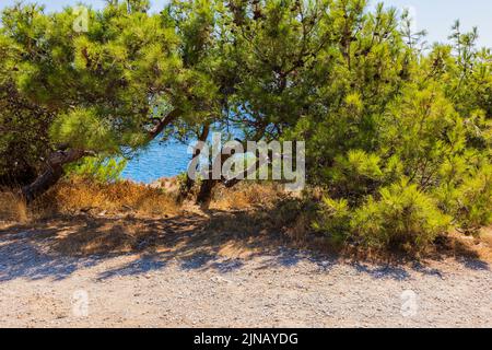 Belle vue sur l'eau de mer bleue à travers les arbres verts le jour d'été lumineux. Grèce. Banque D'Images