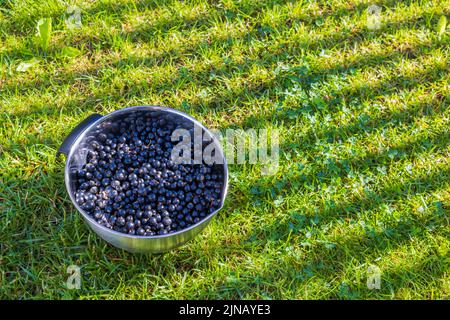 Belle vue sur le cassis récolté dans une tasse isolée sur une pelouse verte dans le jardin. Banque D'Images