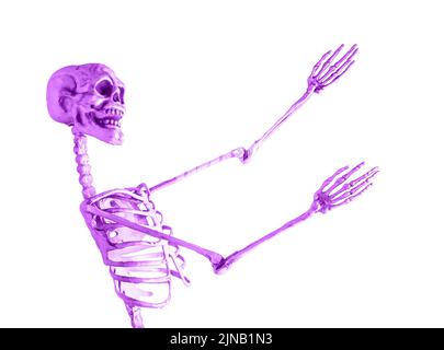 Squelette violet isolé sur fond blanc. Concept Halloween. Danse du modèle humain. Vue de profil. Photo de haute qualité Banque D'Images