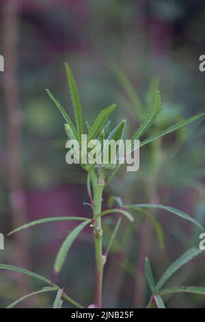 Mise au point sélective et verticale. Les plantes d'okra et les petits okras sont en croissance. Banque D'Images