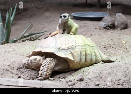 Meerkat adulte sur une grande tortue, foyer sélectif Banque D'Images