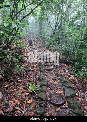 Chemin en pierre en arrière-plan de la forêt tropicale. Randonnée naturelle Banque D'Images