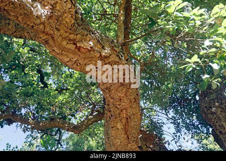 Chêne de liège, Quercus suber, Musée national d'histoire de St Fagans, Amgueddfa Werin Cymru. Cardiff. Août 2022. Été Banque D'Images