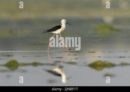 Pilotis à ailes noires avec réflexion dans l'eau et marche sur fond vert Banque D'Images