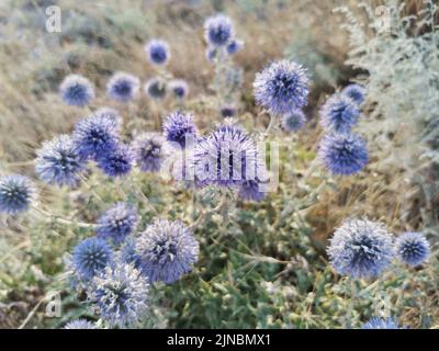 Fleurs du mordant globulaire (Latin Echinops sphaerocephalus) fleurs bleues rondes et épineuses dans la nature Banque D'Images