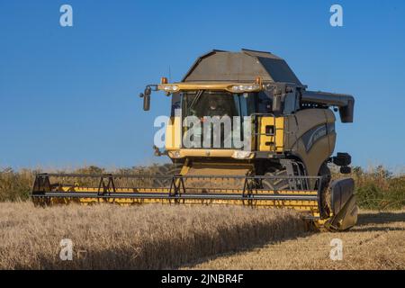 Moissonneuse-batteuse à chaînes New Holland Banque D'Images