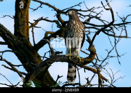 Coopers Hawk immature aperçu dans le parc national d'Eagle Island, Idaho. Banque D'Images