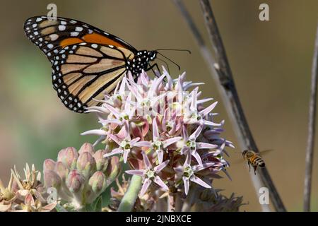 Papillon monarque (Danaus plexippus) sur le laiteux laiteux en Idaho, Etats-Unis en 2022 Banque D'Images