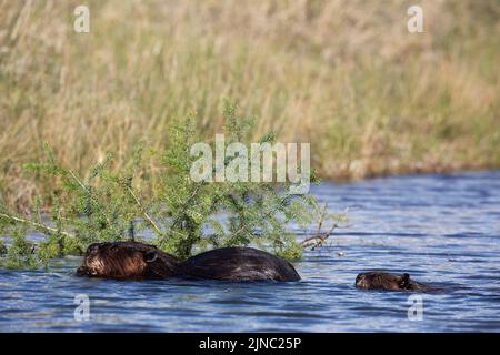Famille de castors nord-américains, animal parent avec kit mangeant une branche d'épinette blanche au bord de l'eau. Ricin canadensis, Picea glauca Banque D'Images