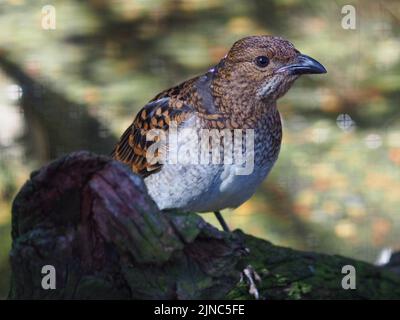 Bel élégant oiseau de mer à pois avec des yeux brillants et un plumage saisissant. Banque D'Images