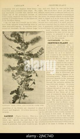 L'ABC et XYZ de la culture de l'abeille (page 85) Banque D'Images