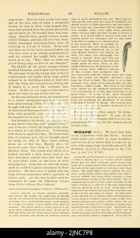 L'ABC et XYZ de la culture de l'abeille (page 476) Banque D'Images