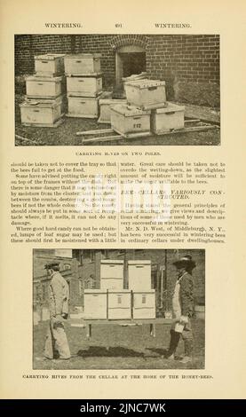 L'ABC et XYZ de la culture de l'abeille (page 491) Banque D'Images
