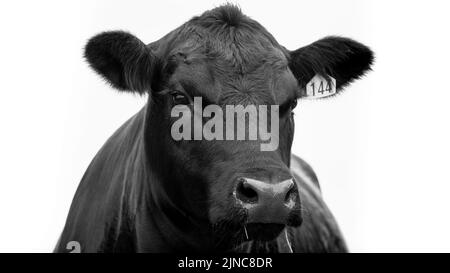 Vache de bœuf Angus de Nouvelle-Zélande. Gros plan de l'œil et de la tête en noir et blanc Banque D'Images