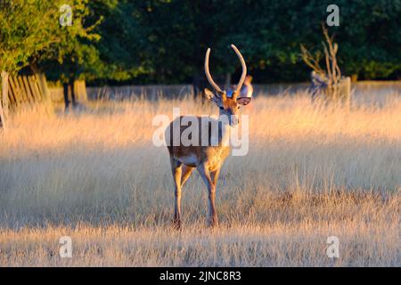 Londres, Royaume-Uni, 10th août 2022. Un jeune cerf rouge marche à travers l'herbe jaunante après des conditions chaudes et ensoleillées et le mois de juillet le plus sec jamais enregistré. Un avertissement de chaleur extrême orange a été émis par le bureau du met cette semaine, car les températures devraient atteindre le milieu des 30 degrés celsius. Crédit : onzième heure Photographie/Alamy Live News Banque D'Images