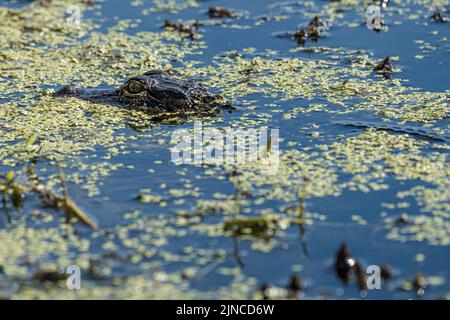 Alligator juvénile américain (Alligator mississippiensis), une vue commune pour les kayakistes et les paddleboarders sur la rivière Guana à Ponte Vedra Beach, FL. Banque D'Images