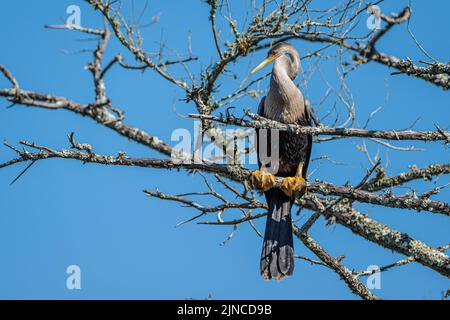 Anhinga (Anhinga anhinga), également connu sous le nom d'oiseau de serpent, dans un arbre du parc historique du parc national de fort Mose, à St. Augustine, en Floride. (ÉTATS-UNIS) Banque D'Images