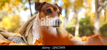 Joli terrier Jack Russel recouvert de tissu écossais dans le parc d'automne Banque D'Images