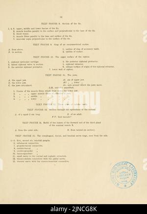 L'anatomie du calmar commun, Loligo pealii, Lesueur Banque D'Images