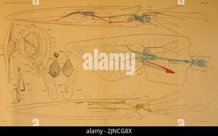 L'anatomie du calmar commun, Loligo pealii, Lesueur Banque D'Images