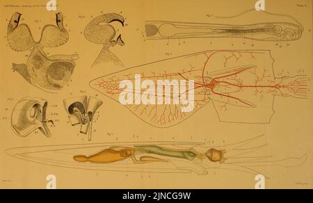 L'anatomie du calmar commun, Loligo pealii, Lesueur Banque D'Images