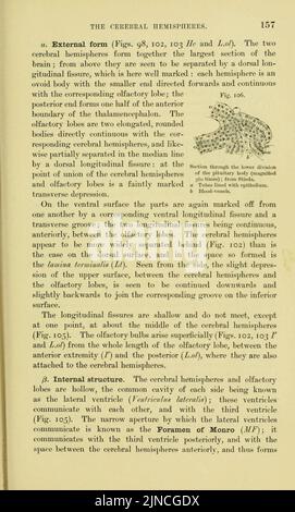 L'anatomie de la grenouille (page 157, Fig. 106) Banque D'Images