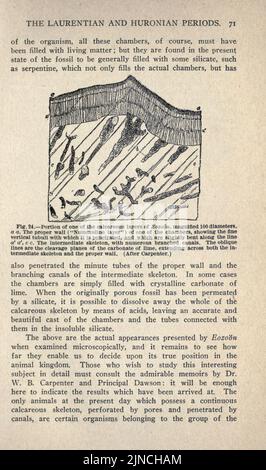 L'ancienne vie-histoire de la terre (page 71) Banque D'Images