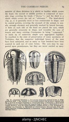 L'ancienne vie-histoire de la terre (page 85) Banque D'Images