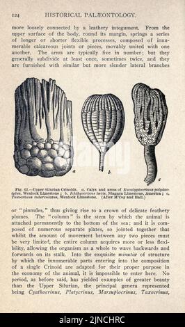 L'ancienne vie-histoire de la terre (page 124) Banque D'Images
