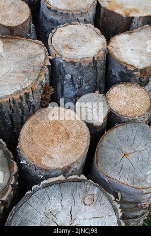 Gros plan de bûches d'arbres coupées assorties. Banque D'Images