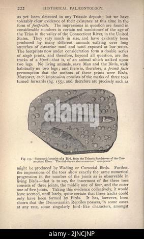 L'ancienne vie-histoire de la terre (page 222) Banque D'Images