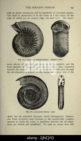 L'ancienne vie-histoire de la terre (page 245) Banque D'Images