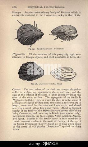 L'ancienne vie-histoire de la terre (page 270) Banque D'Images