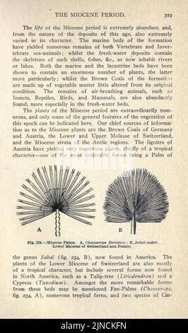 L'ancienne vie-histoire de la terre (page 319) Banque D'Images